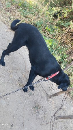 કુતરી વેચવાની સે