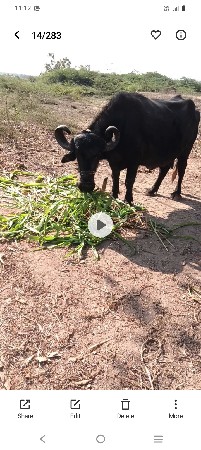 થંબનેલ 3