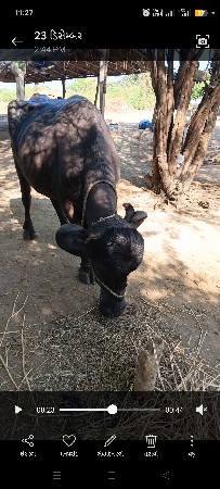 થંબનેલ 3