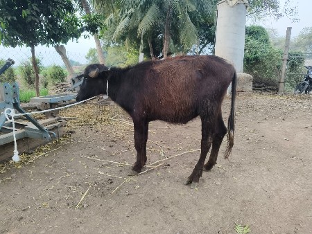 થંબનેલ 3