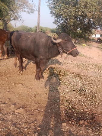 ભેસ વેચવાની છે