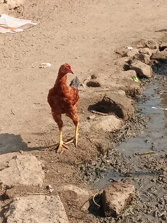 ચાર કુકડા ના ભઠ્ઠા છે