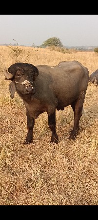 પાડો વેચવાનો છે