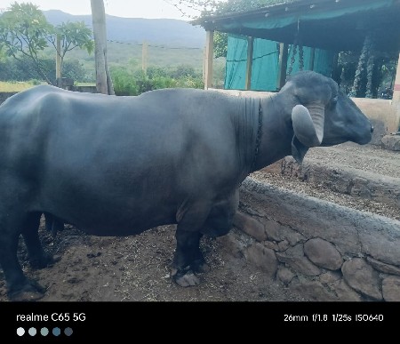 थंबनेल 3