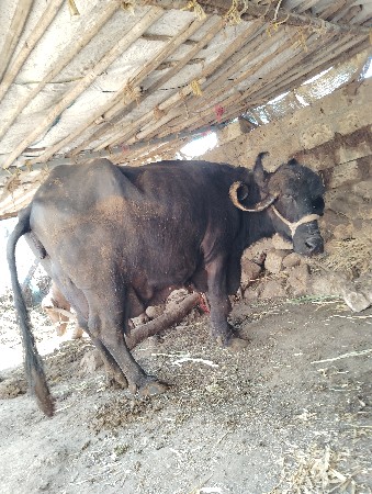 थंबनेल 3