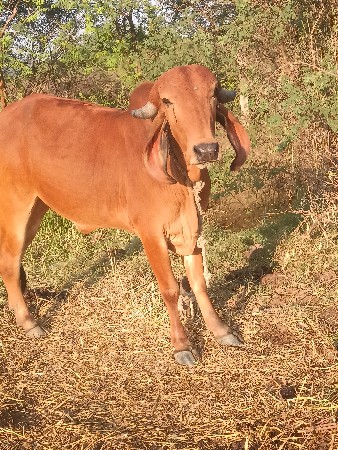 દેશી ગીર ઓડકી