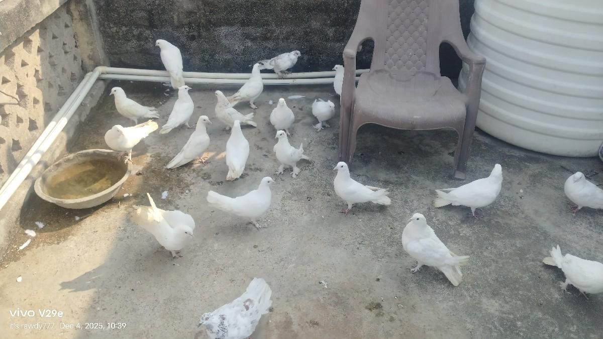 થંબનેલ 2