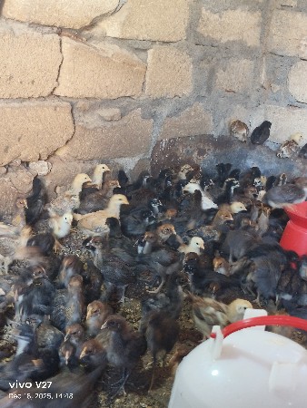 થંબનેલ 3