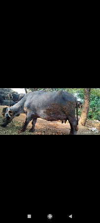 ભેંસ વેચવાની છે