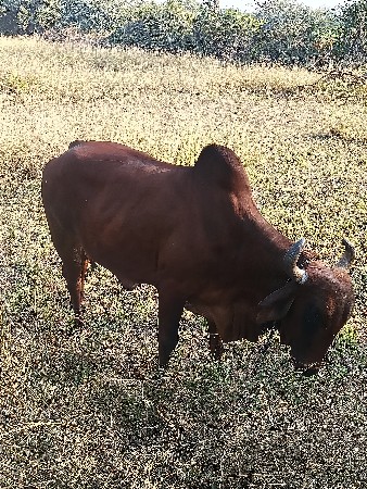 ગાય મફત આપવાની છે