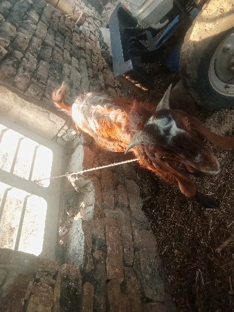 2 bakra veshvana che