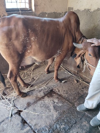 થંબનેલ 3