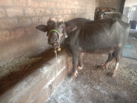 थंबनेल 3