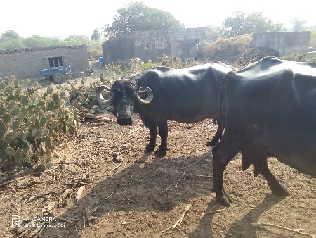 थंबनेल 3