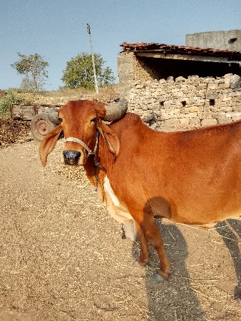 ગાય વેચવાની છે
