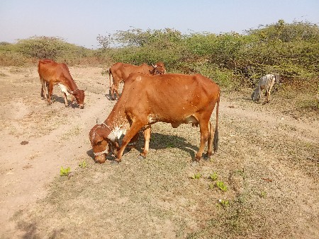 થંબનેલ 1