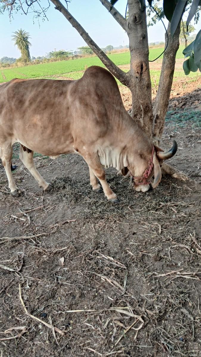 थंबनेल 2