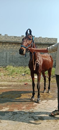 થંબનેલ 2