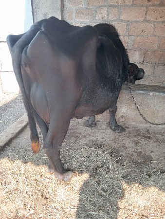 ભેંશ વેચવાની છે