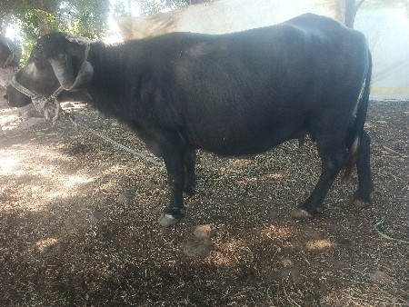 ભેસ વેચવાની