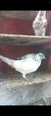 થંબનેલ 2