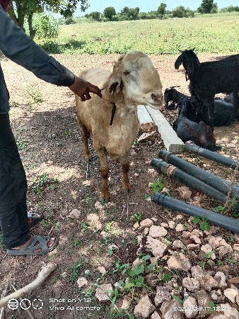 ઘેટો વેચવાનો