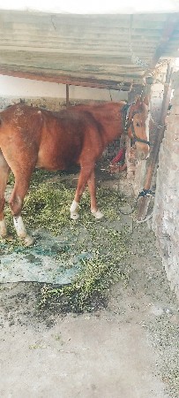 ઘોડીના સાટાકરવાનાછે પેલાફોટાનાખવા