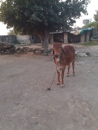 थंबनेल 2