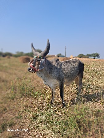 ગોઢલા વેચવાના છૈ