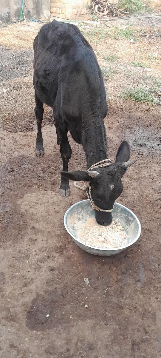 थंबनेल 2