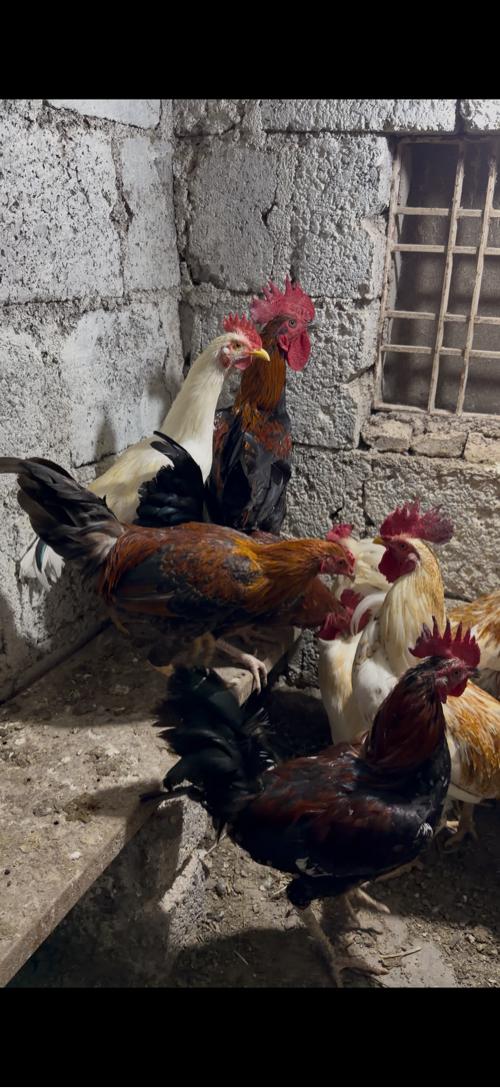 થંબનેલ 3