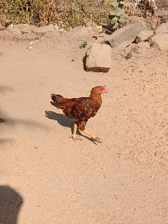 थंबनेल 3