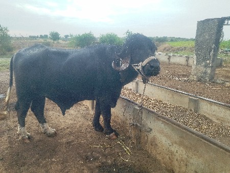 थंबनेल 3