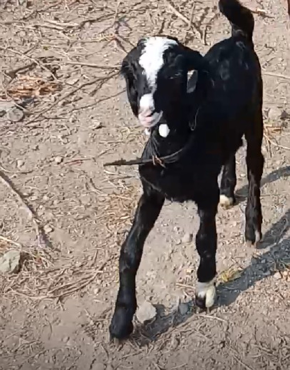 થંબનેલ 2