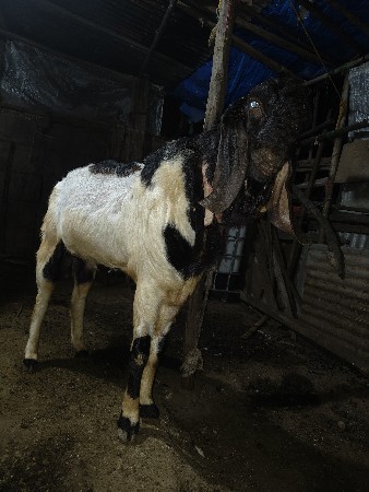 4 દાત ડોબર બકરો