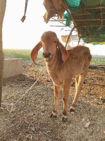 થંબનેલ 2