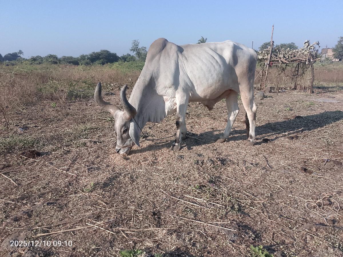 થંબનેલ 2