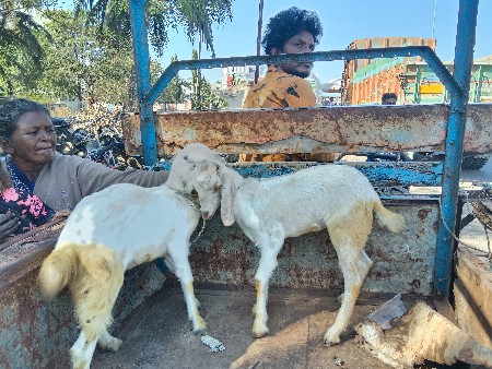 થંબનેલ 2