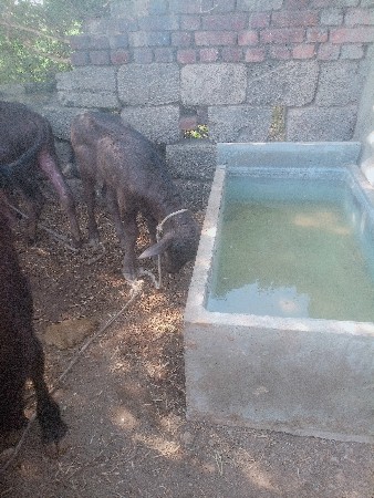 પાડી વેચવાની છે