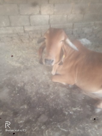 આ ઓળકી વેચવાની છે