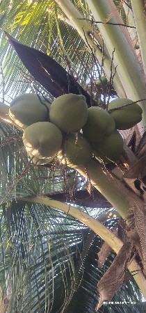 લીલા નાળિયેર 500 નંગ ઉતર સે