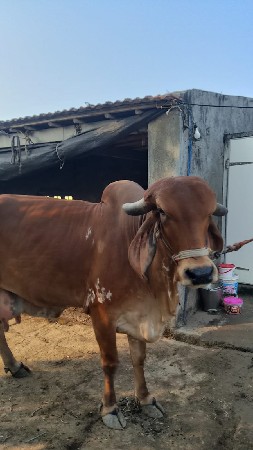 ૨ વેતર ની