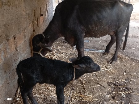 थंबनेल 2