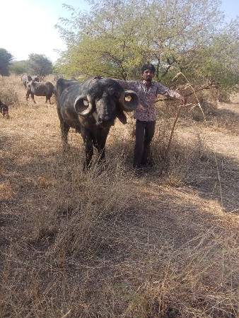 સાવ સોજો છે