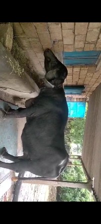 થંબનેલ 1