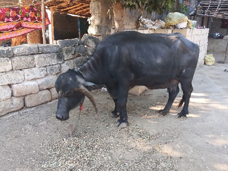ભેસ વેચવાની છે
