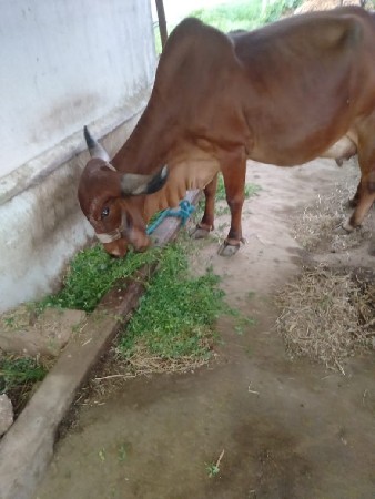 ગાય વેચવાની છે