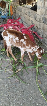 थंबनेल 2