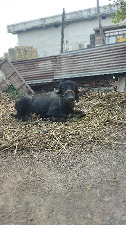 આ ખળેલી વેચવાની છે