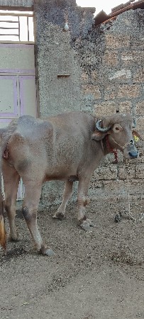 थंबनेल 3